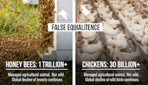 What’s wrong with bee numbers being up?